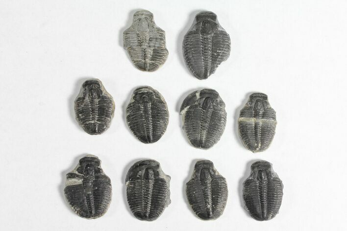 Lot: / Elrathia Trilobite Molt Fossils - Pieces #92045